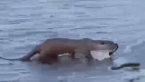 tekirdag-da-nesli-tehlike-altindaki-su-samuru-2-20066845_amp